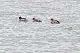 Red-breasted Mergansers