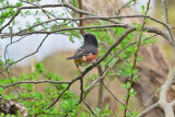 Eastern Towhee (Male)