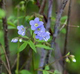 Jacobs Ladder