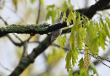 Black-and-white Warbler