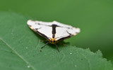 LeContes Haploa Moth