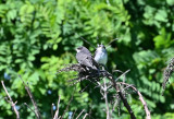 Tree Swallows (Immature)