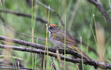 Green-tailed Towhee