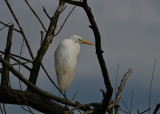 Great Egret