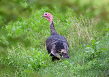 Wild Turkey