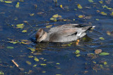 Gadwall