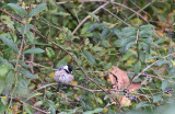 Carolina Chickadee