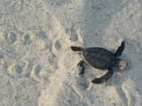 PANGANI BEACH, TANZANIA 2010