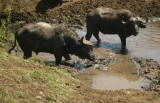 cape buffalo in mud.jpg