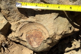 Shell imprint on Sierra Vista