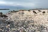 Birds cleaning shells thrown on shore by waves