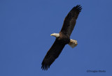 Eagle Overhead