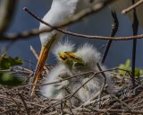 Great egret with chicks