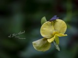 Fly on Wild Yellow Indigo Bloom