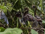 Tricolored Heron (Egretta tricolor) Chick