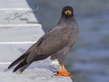 snail_kite
