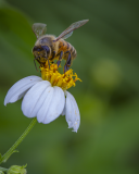 Honey Bee on a Spanish Needles Bloom