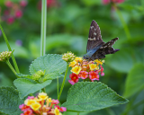 Long Tailed Skipper