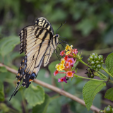 Swallowtail Butterfly