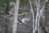Mallards