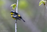 Magnolia Warbler