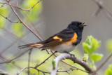 American Redstart