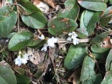 trailing arbutus