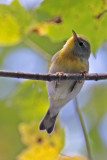 Northern Parula