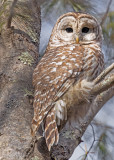 Barred Owl