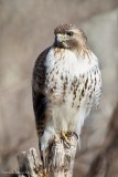 Red-tailed Hawk