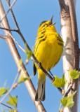 Prairie Warbler