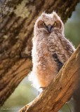 Great-horned owlet