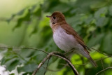 Veery