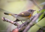 American Redstart