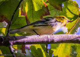 Black-throated Green warbler