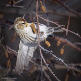 Common Redpoll