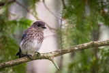 Young Eastern Bluebird