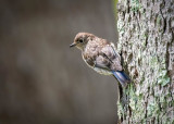 Eastern Bluebird baby