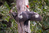 Pileated Woodpeckers (m)