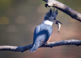 Belted-kingfisher (f)