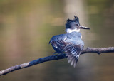 Belted-kingfisher (f)