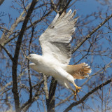 Red-tailed Hawk (leucistic)