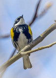 Yellow-rump warbler
