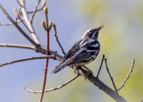 Black-and-White warbler