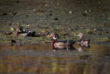 Wood Ducks