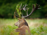 Stag (2)