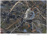 4724 Common Redpoll.jpg