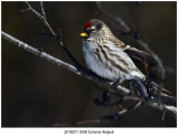 5439 Common Redpoll.jpg