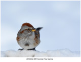 4657 American Tree Sparrow.jpg