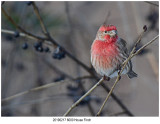 6000 SERIES - House Finch.jpg